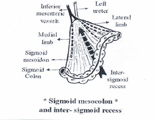 an illustration shows the structure of a human leg and its major structures, including tendors, stimulators, and inter - second - signoid recesses