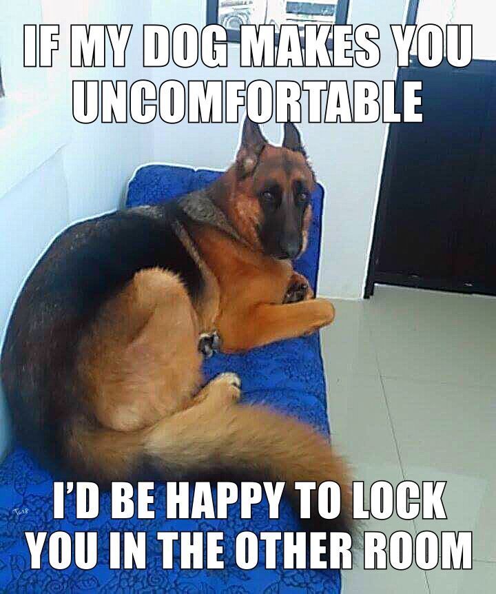 a dog laying on top of a blue towel next to a wall with the caption if my dog makes you uncomfortableable i'd be happy to look you in the other room