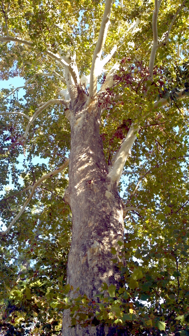 a large tree with lots of leaves on it's trunk and branches in the foreground