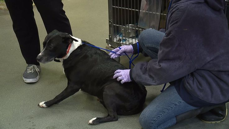 a person in purple gloves is petting a black and white dog on a leash