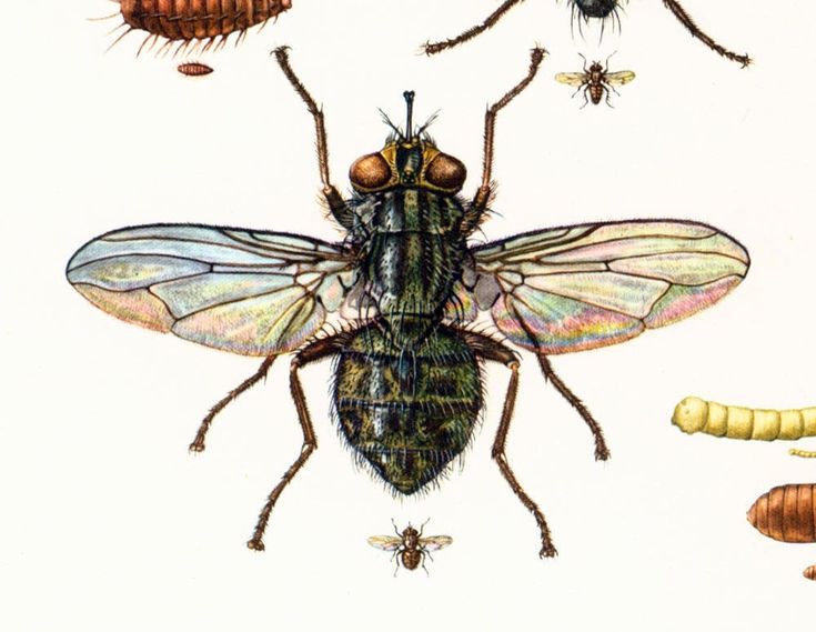 1960 Vintage Housefly Print. House Fly Illustration. Pupae Musca ...