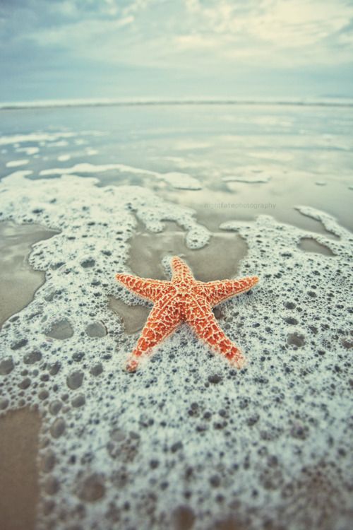 a starfish on the beach with a quote written in spanish