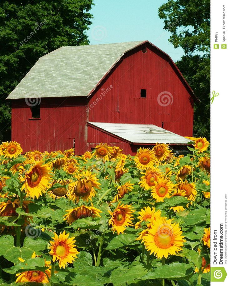 a large red barn surrounded by sunflowers