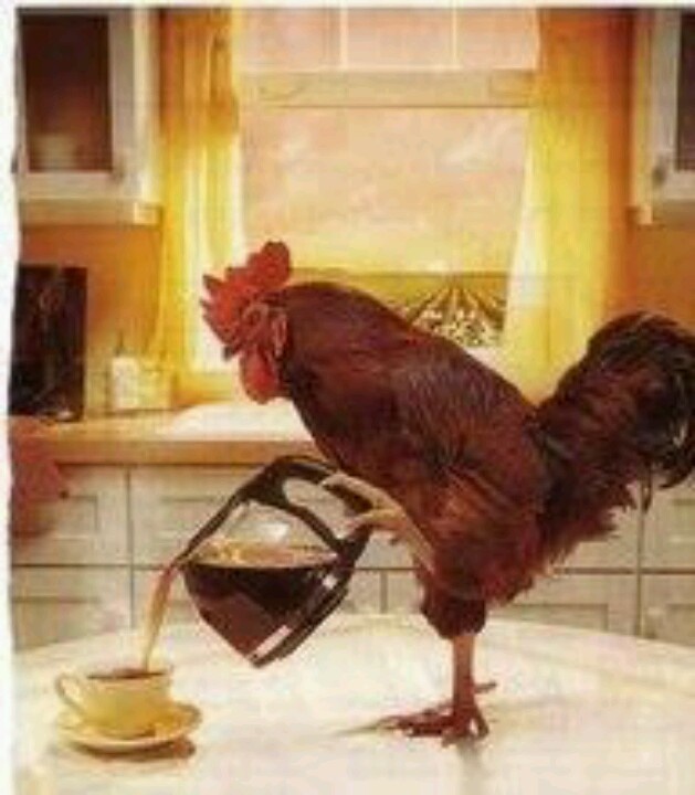 a rooster standing on top of a kitchen counter pouring coffee into a cup and saucer