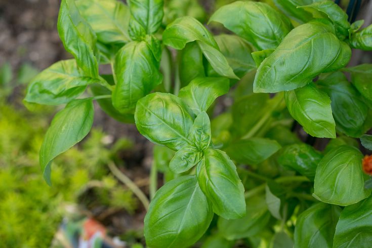 some green leaves are growing in the garden