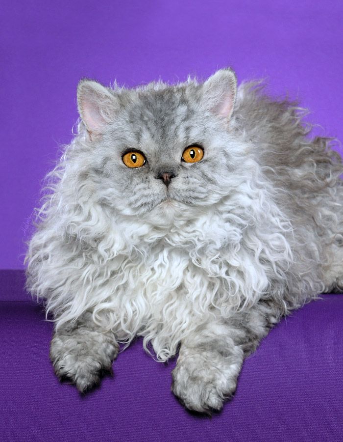 a fluffy gray cat with yellow eyes laying on a purple surface in front of a purple background