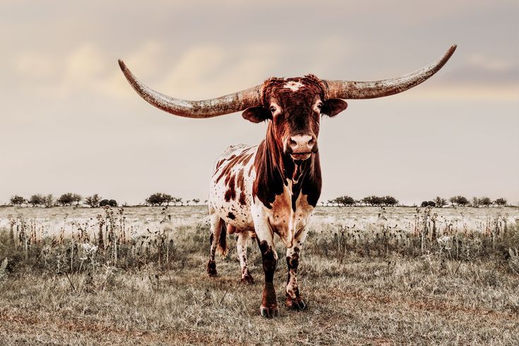 a cow with large horns standing in the middle of a field