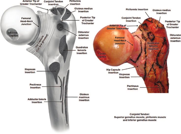 an image of the structure of a human leg