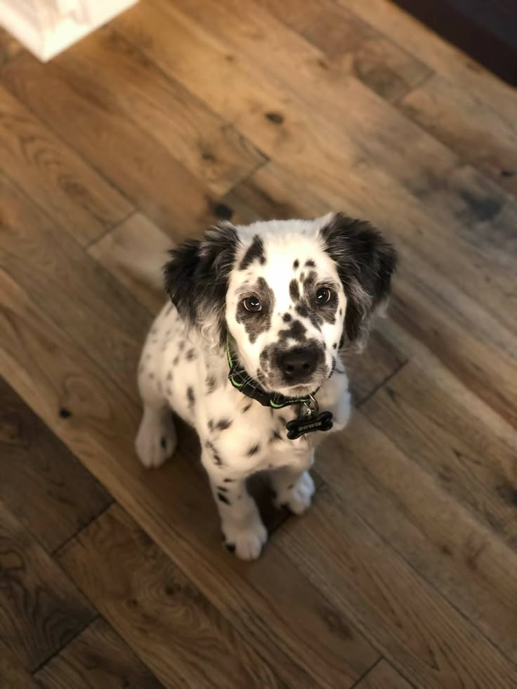 a black and white dog sitting on top of a wooden floor