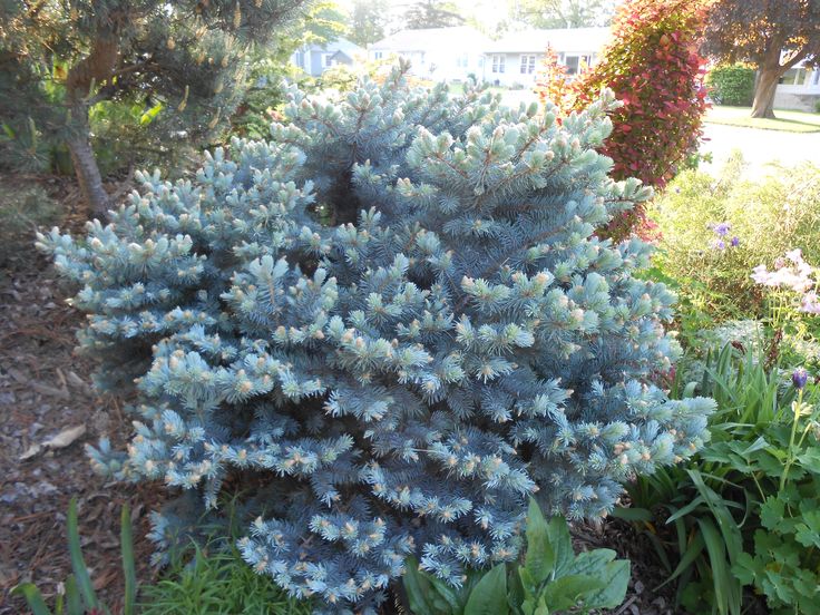 a blue plant in the middle of some bushes