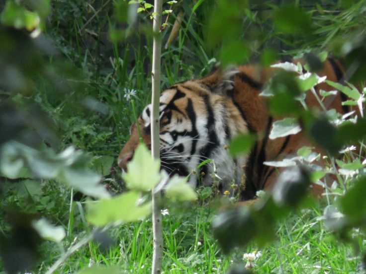 a tiger is walking through the tall grass