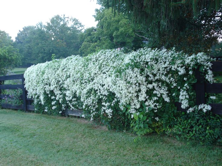 white flowers growing on the side of a black fence in front of a grassy field