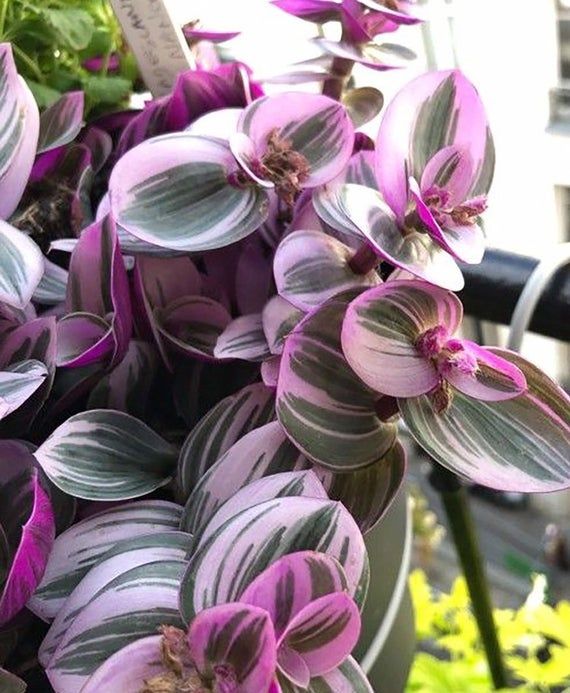 purple and white flowers are in a pot