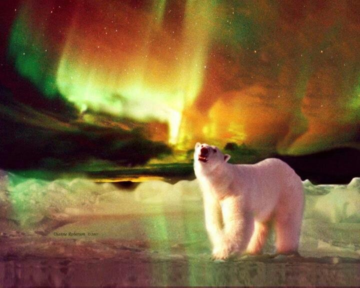 a polar bear standing on an ice floe with the aurora lights in the background