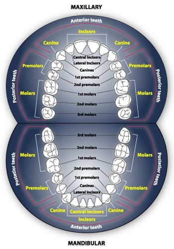 Four Types of Teeth | Dental, Dental anatomy