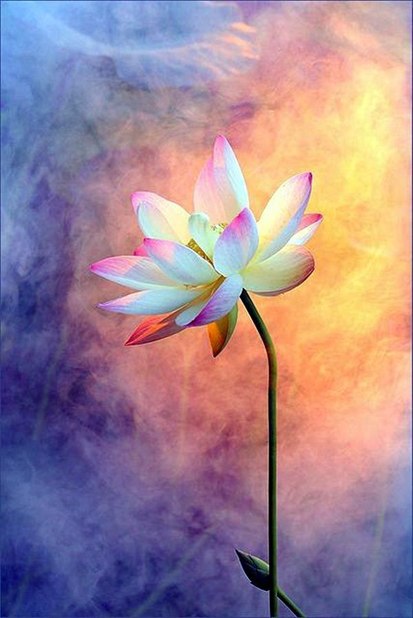 a white flower with pink petals in front of a blue sky and yellow clouds behind it