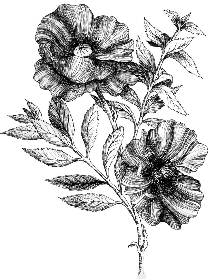 Pen & Ink Illustrations – LA Creates Plant Morphology, Poppies Tattoo, Nature Sketch, About Plants, Traditional Tattoo Flash, Black And White Flowers, Powerful Art, Plant Drawing, Ink Sketch