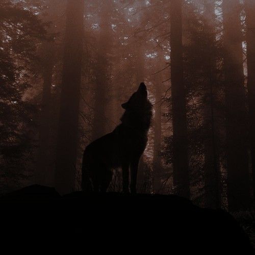 wolf tribe(vinnie) | Werewolf aesthetic, Werewolf, Fantasy aesthetic