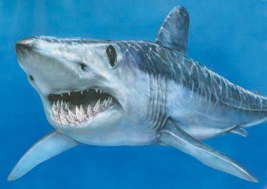 a drawing of a shark with its mouth open and it's teeth wide open