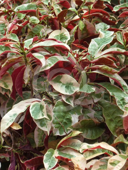 some red and green plants with white leaves