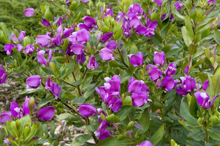 purple flowers are blooming in the field