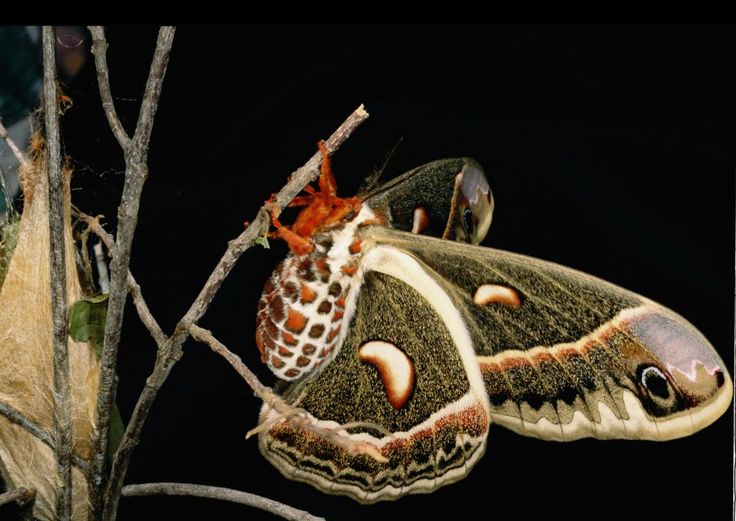 a large moth sitting on top of a tree branch