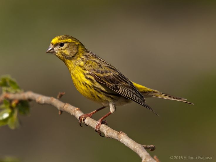 a small yellow bird perched on top of a tree branch