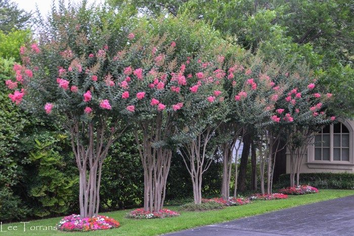 pink flowers are blooming on the trees and bushes in front of a house with a driveway