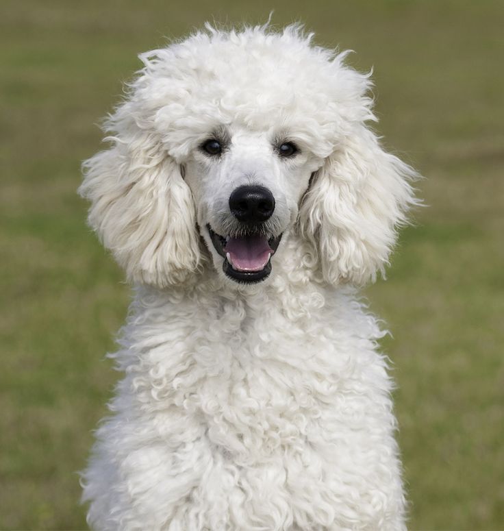 a white poodle wearing a floral collar in the grass with its tongue hanging out