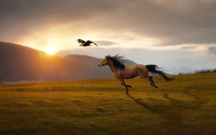 a horse running across a field with the sun setting in the background and birds flying overhead