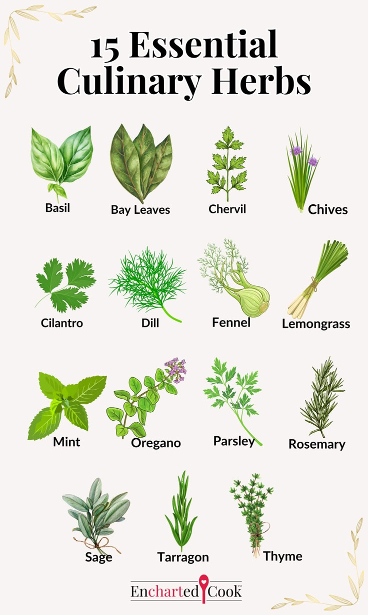 Color drawings of 15 culinary herbs with labels and text overlay. Basic Vinaigrette, Culinary Basics, Culinary Lessons, Sunrise Cocktail, Chicken Saltimbocca, Modern Cooking, Cream Of Coconut, Food Work, Malibu Coconut