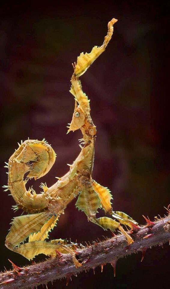 a close up of a caterpillar on a branch