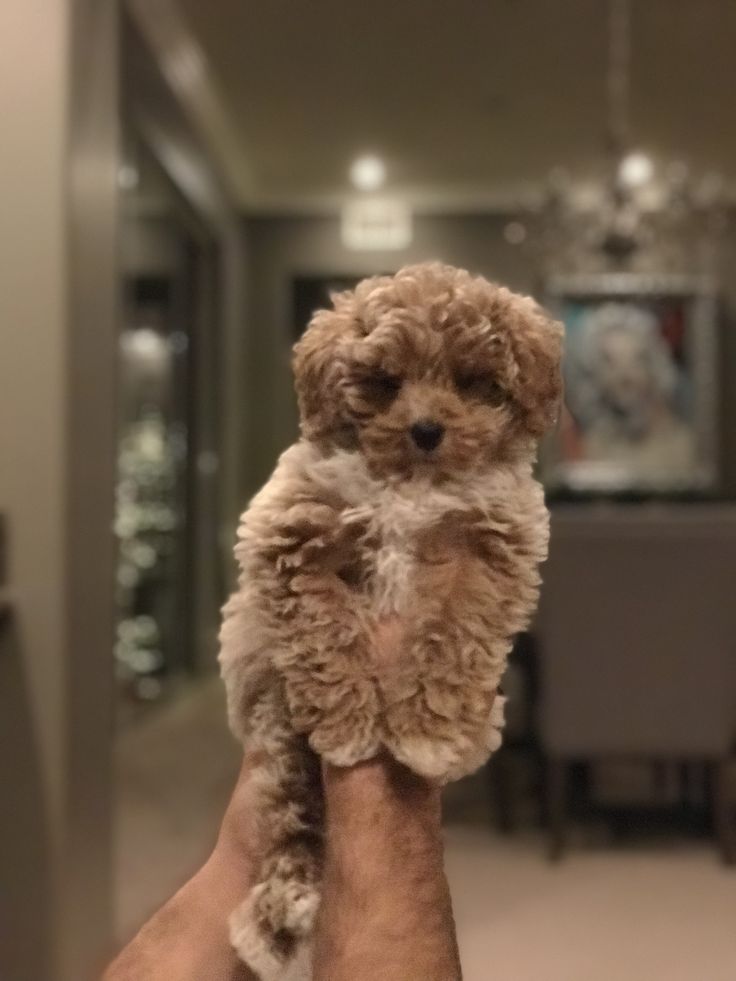 a person holding a small dog in their hand