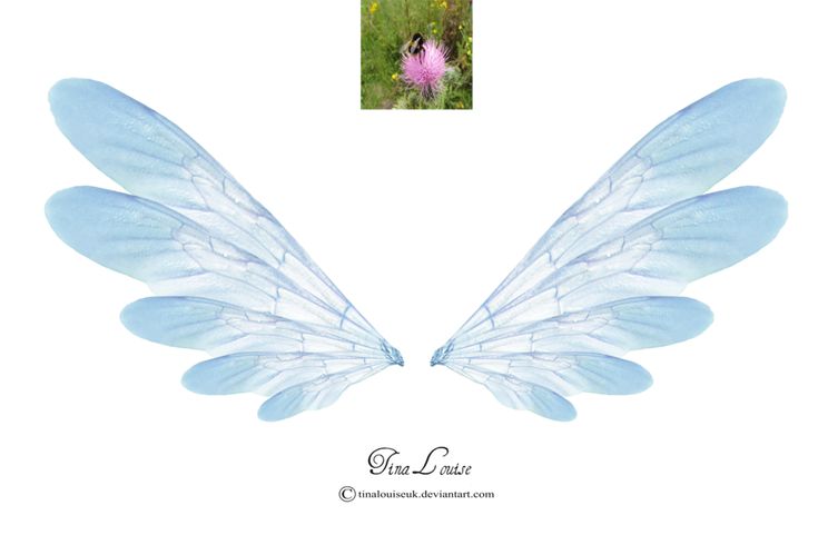 two blue wings with pink flowers in the background and an image of a woman's face