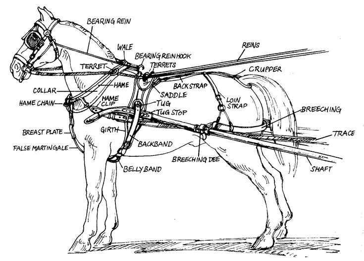 a diagram of a horse's harness and parts labeled in the text below it