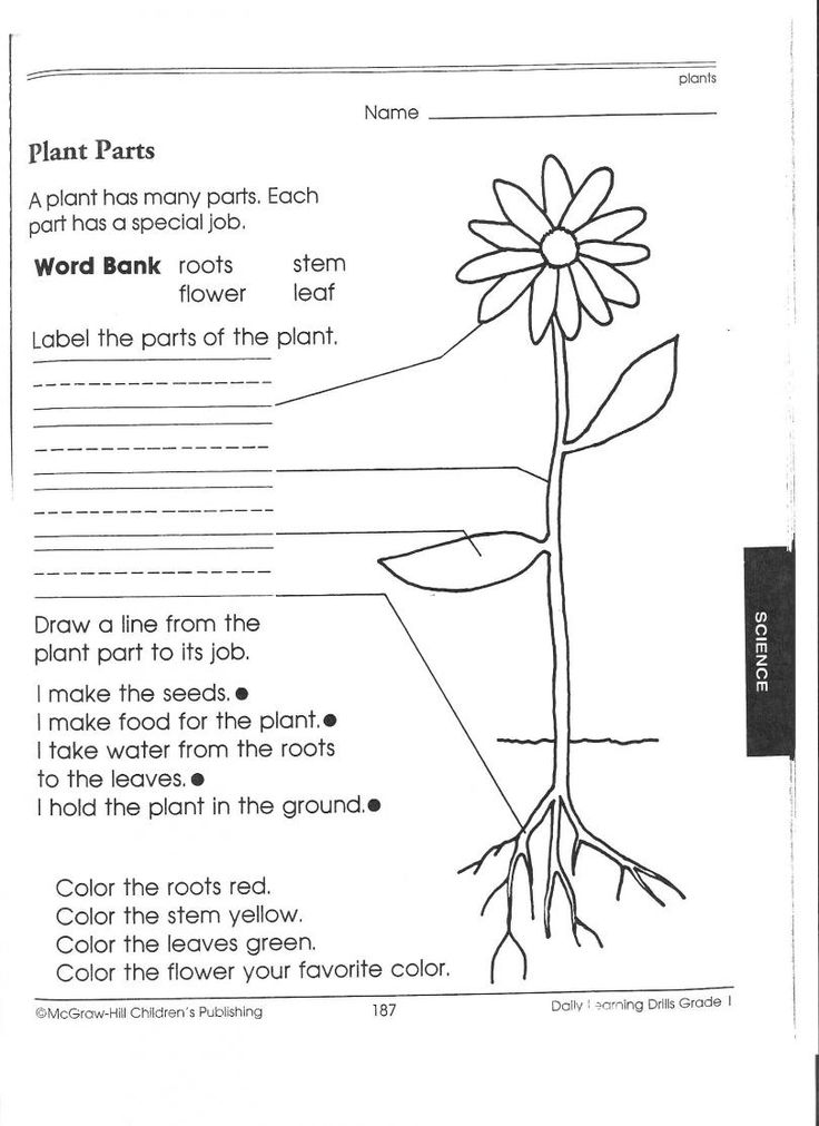 the parts of a plant worksheet for kids to learn about plants and their roots