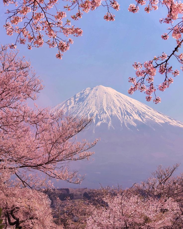 the mountain is covered in snow and cherry blossom trees with pink blossoms on it's branches