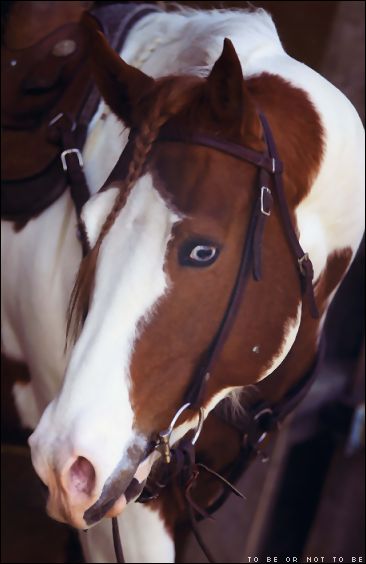 a brown and white horse standing next to each other