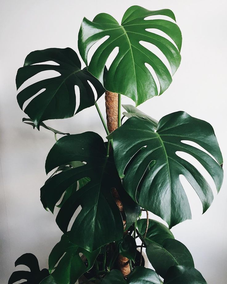 a plant with large green leaves on it