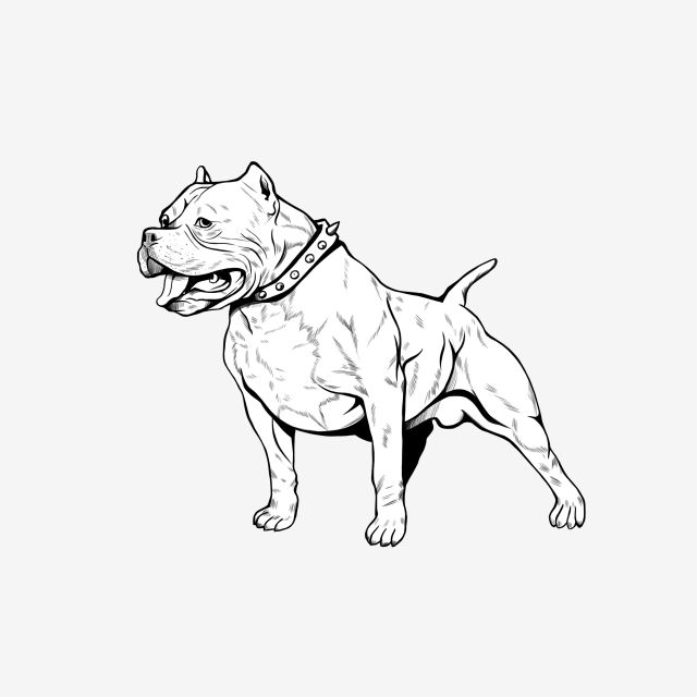 Handdraw Lineart Pitbull Standing, Ear Drawing, Pitbull Drawing, Bull ...