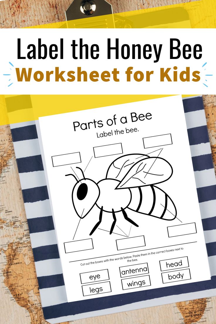 a bee worksheet for kids with the title label the honey bee