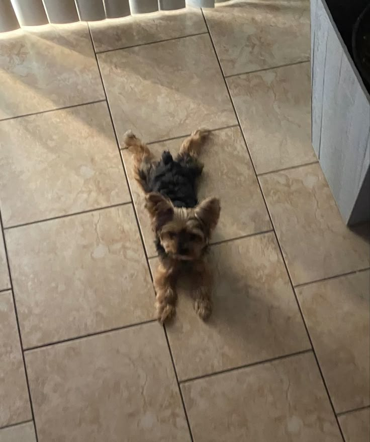 a small brown dog standing on top of a tiled floor