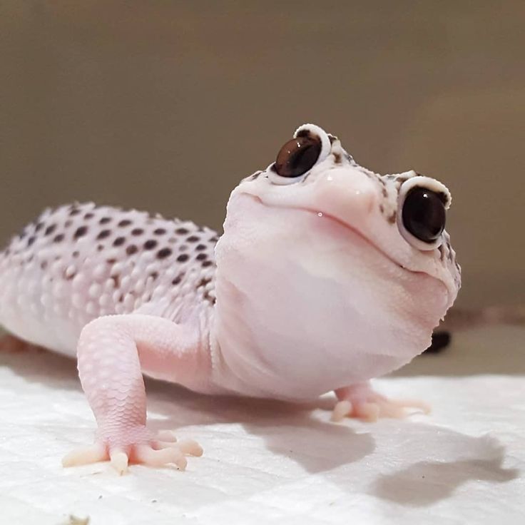 a small white and black gecko sitting on top of a table