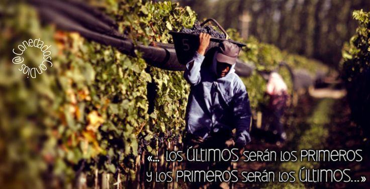 a man carrying a bag over his head in the middle of a vineyard filled with vines