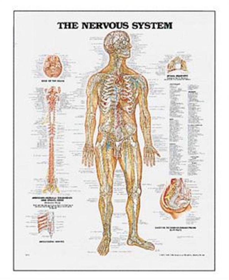 Spinal Nerves Anatomy | Gallery Of Human Anatomy Diagram | Nervous ...