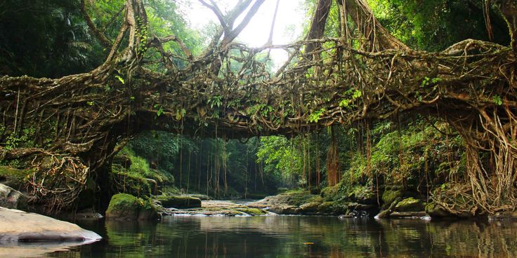 a bridge made out of branches over a river in the jungle with rocks and trees