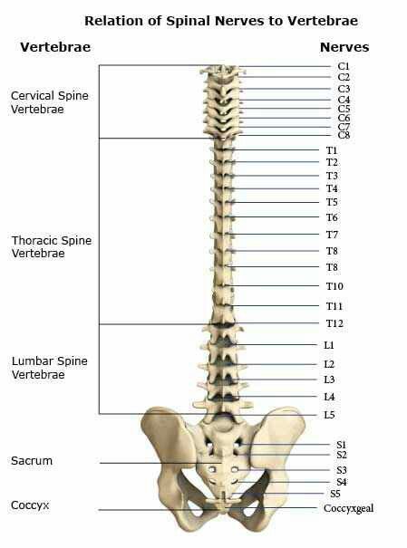 the back view of a human skeleton with labels on its bones and their major functions