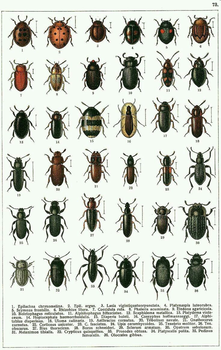 a group of different types of bugs on a white background with black and red markings