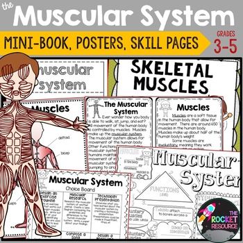 Muscular System Activities | Muscle Worksheet | Human Body Systems ...