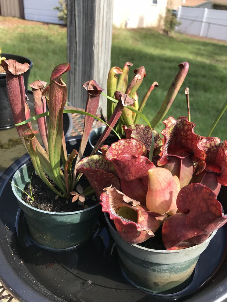 two potted plants sitting on top of a metal tray in front of a house